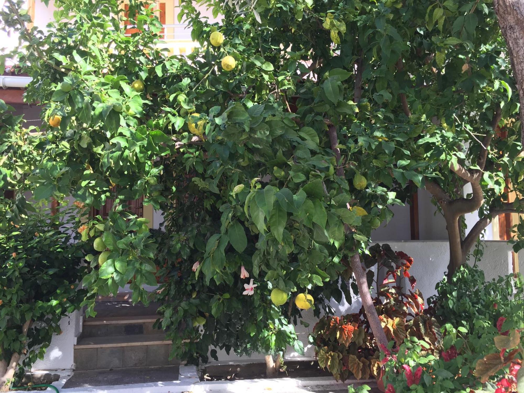 Livanina Apartments Kampos Marathokampou Εξωτερικό φωτογραφία