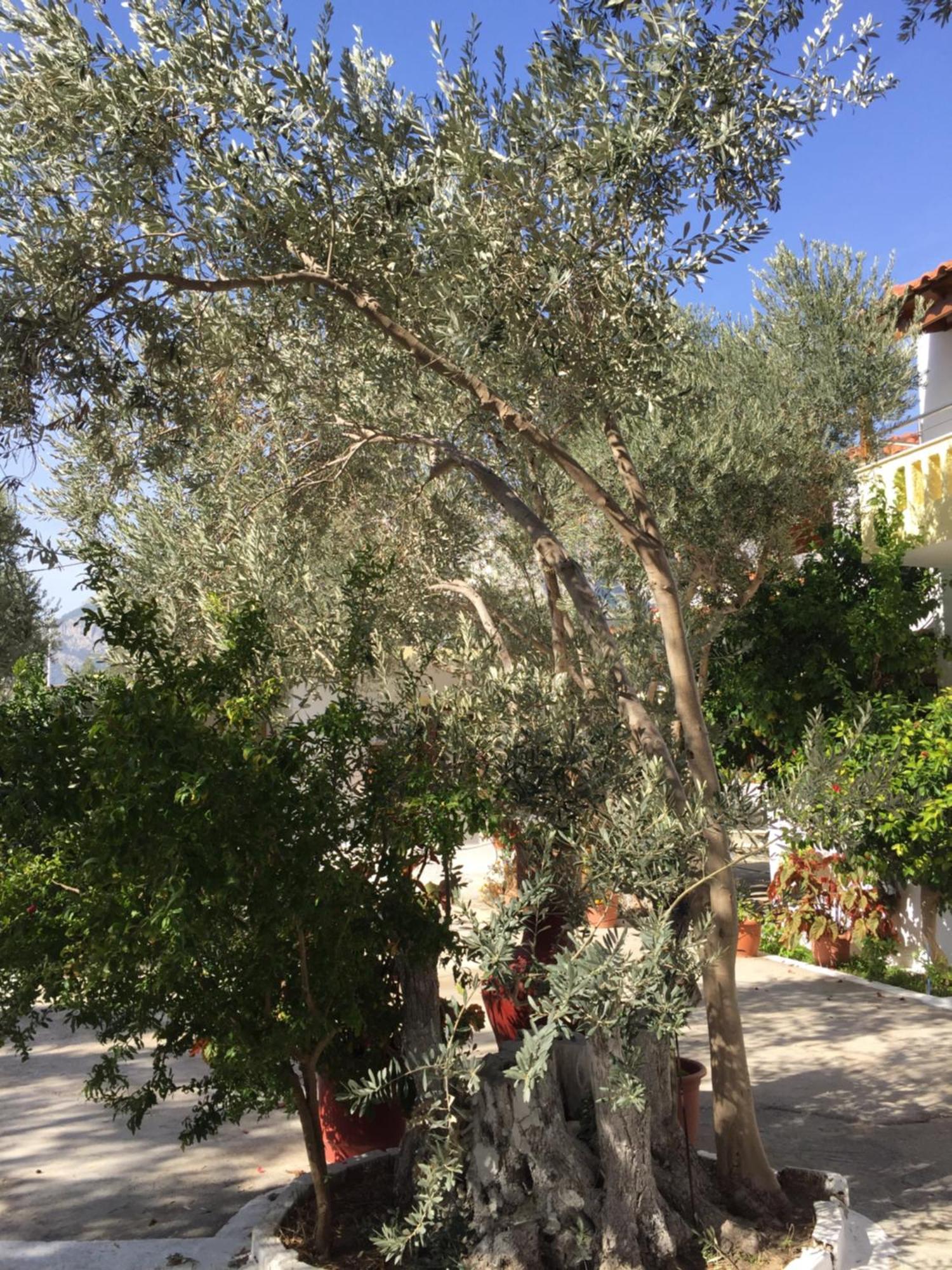 Livanina Apartments Kampos Marathokampou Εξωτερικό φωτογραφία